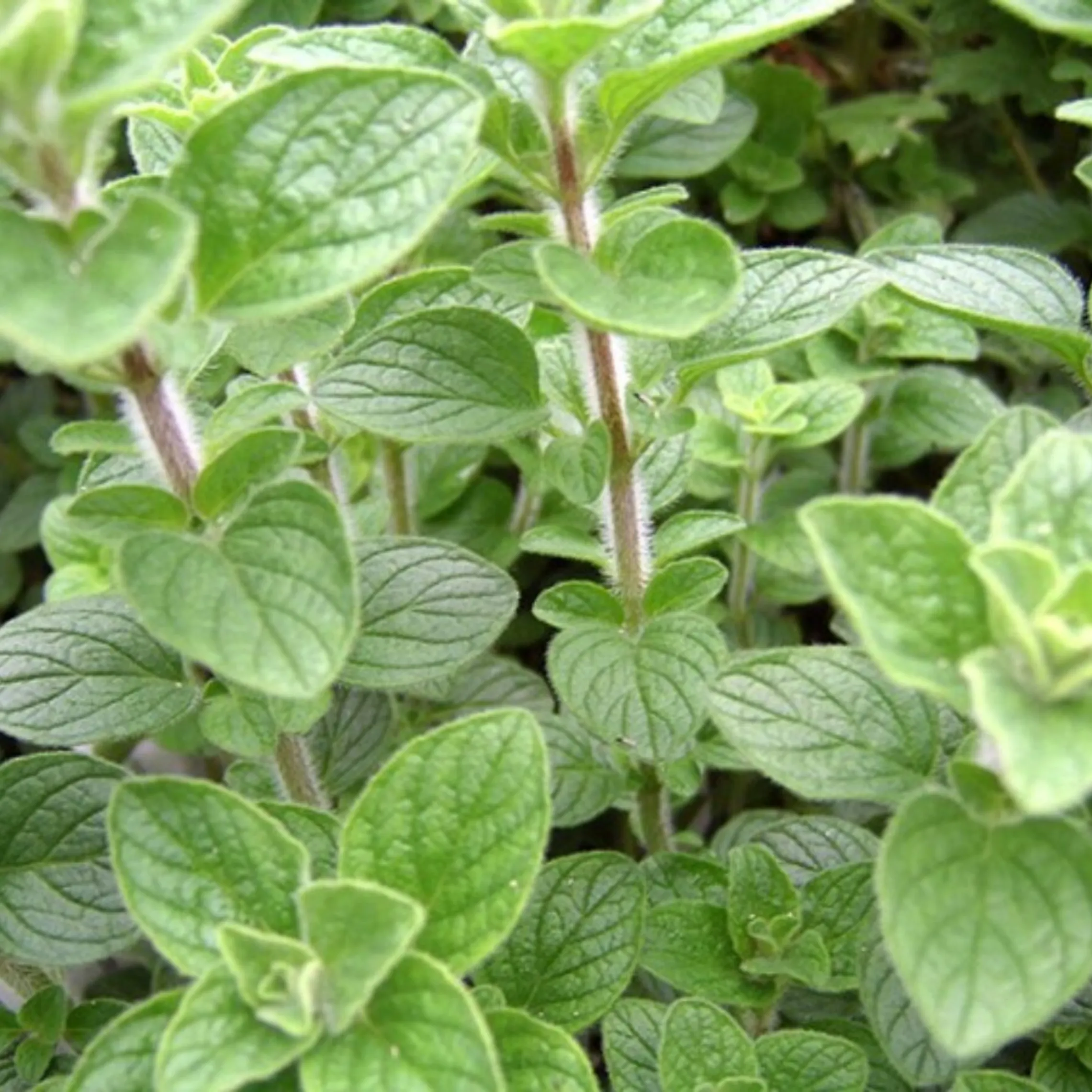Mediterranean Herbs Set