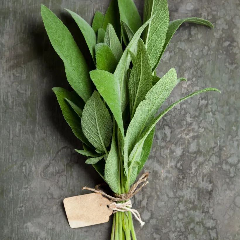 Mediterranean Herbs Set